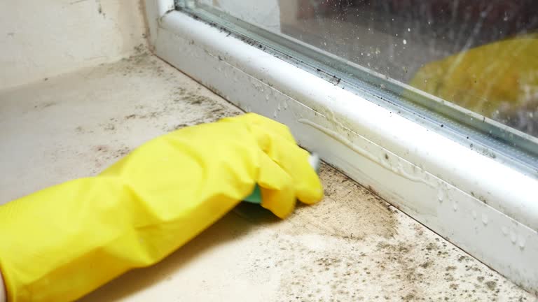 Environmental Consulting for Mold Prevention in Palmview South, TX